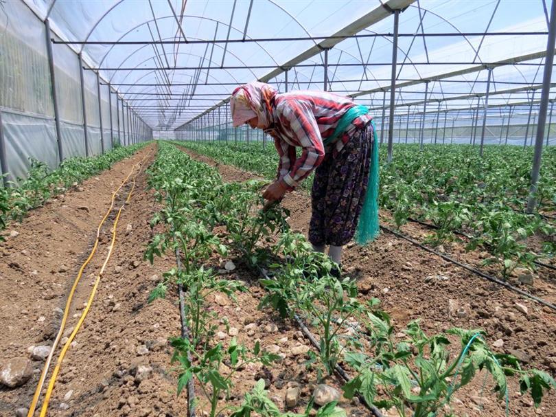 Sözleşmeli Tarım Yönetimi